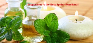 peppermint-is-the-best-solution-for-spider