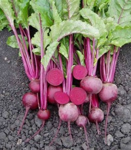 beet