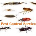 Useful Tips To Resist The Unwanted Home Invaders Like Insects,Bedbug and Termites