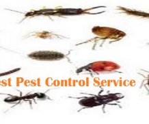 Useful Tips To Resist The Unwanted Home Invaders Like Insects,Bedbug and Termites