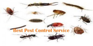 pest-control-service