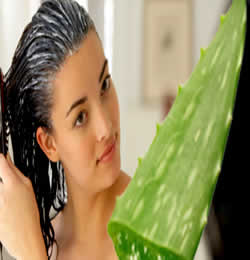 Aloe Vera for best Anti-Dandruff Solution