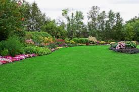 Green lawn