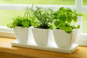 Indoor herb garden