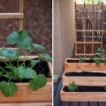 Tips, How To Maintain Indoor Herb Garden